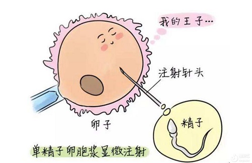 泰國(guó)試管嬰兒技術(shù)好在哪